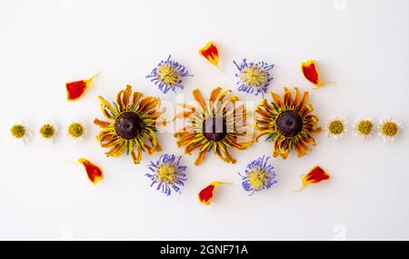 Aster violet séché et fleurs de rudbeckia jaune, pâquerettes et pétales de marigold disposés dans un motif symétrique sur fond blanc. Banque D'Images