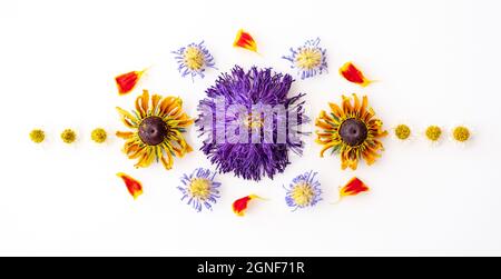 Aster violet séché et fleurs de rudbeckia jaune, pâquerettes et pétales de marigold disposés dans un motif symétrique sur fond blanc. Banque D'Images