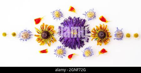 Aster violet séché et fleurs de rudbeckia jaune, pâquerettes et pétales de marigold disposés dans un motif symétrique sur fond blanc. Banque D'Images