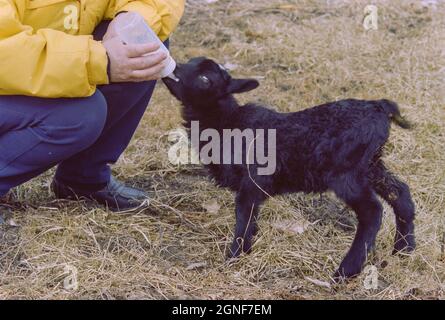Un jeune agneau noir est nourri au biberon à la main, car sa mère ne peut pas produire suffisamment de lait pour le garder en vie. Banque D'Images