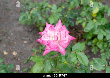 Gros plan de la fleur de rose Rainbow Sorbet dans le jardin. Canada Banque D'Images