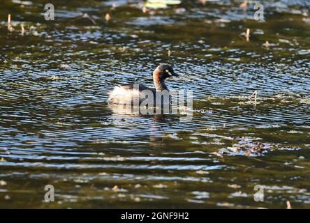 Grebe Australasien dans un lac de la Sunshine Coast du Queensland, Australie. Banque D'Images