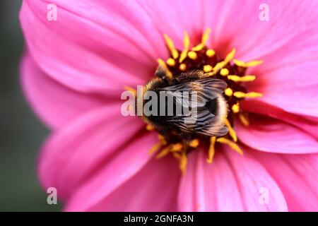 Abeille sur une Marguerite rose Banque D'Images