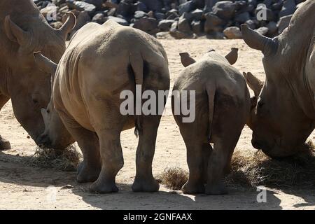 Famille des rhinocéros au zoo de Colchester, Essex, Royaume-Uni Banque D'Images