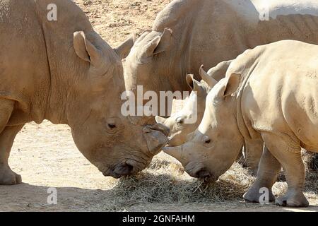 3 rhinocéros au zoo de Colchester, Royaume-Uni Banque D'Images