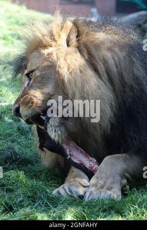 Marquez la mastication du lion sur un os au zoo de Colchester Banque D'Images