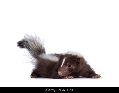 Mignon brun avec blanc rayé bébé skunk, debout côtés. En regardant vers l'appareil photo. Isolé sur un fond blanc. Queue vers le haut. Banque D'Images