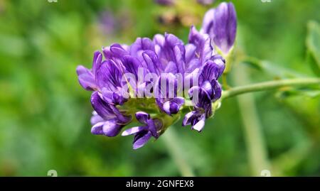 Gros plan de la fleur pourpre sur une plante de luzerne poussant dans un champ. Banque D'Images