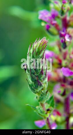 Gros plan de deux minuscules coléoptères qui se pondent sur les boutons de fleurs violettes d'une plante à faible estrife avec un arrière-plan vert flou. Banque D'Images