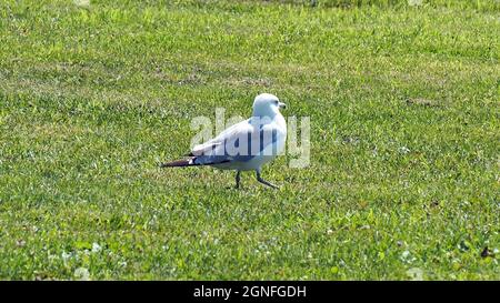 APPAREIL PHOTO NUMÉRIQUE OLYMPUS - gros plan d'un mouette marchant sur l'herbe en quête de nourriture. Banque D'Images