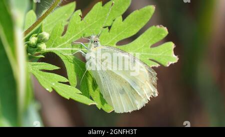 APPAREIL PHOTO NUMÉRIQUE OLYMPUS - gros plan d'un papillon blanc de chou reposant sur une feuille de plante au soleil Banque D'Images