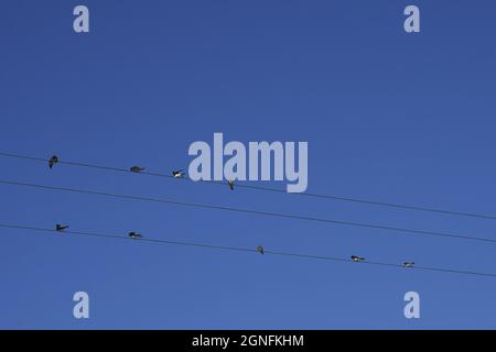 Swalws (Hirundo rustica) sur des fils électriques contre ciel bleu clair en été, Toscane, Italie Banque D'Images