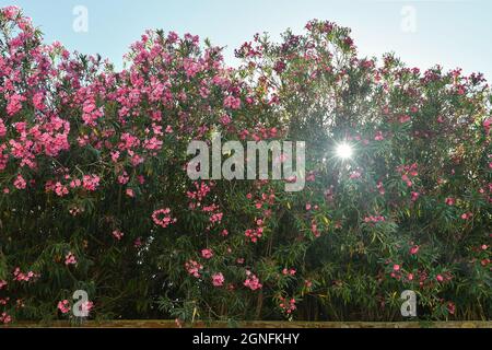 Plante à fleurs d'oléander rose (nérium oléander) en contre-jour avec rayons du soleil entre les feuilles, Toscane, Italie Banque D'Images