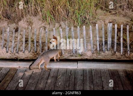 Les renards sont habituellement aperçus le long de la promenade de Rehoboth Beach. De telles interactions sont devenues plus courantes et ne sont pas toujours bonnes. Banque D'Images