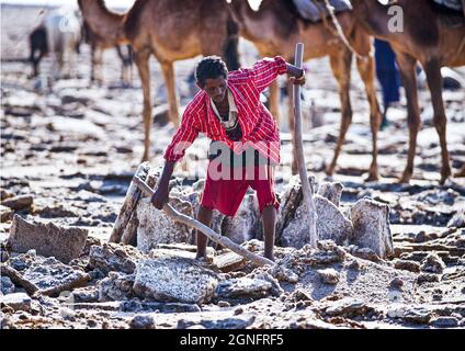 ÉTHIOPIE. RÉGION AFAR. LE DÉSERT DE DANAKIL. LAC KARUUM. SITE D'EXTRACTION DE SEL. LES TRAVAILLEURS DU SEL UTILISENT SEULEMENT UN PETIT AX COMME OUTIL POUR COUPER LES PLAQUES DE SEL ET LE BÂTON Banque D'Images