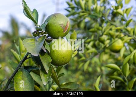 Deux oranges fraîches bio brutes sur une branche dans le jardin Banque D'Images