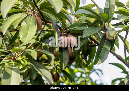 Délicieux fruit sain de sapodilla poussant sur l'arbre dans le jardin Banque D'Images