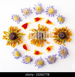 Aster violet séché et fleurs de rudbeckia jaune et pétales de marigold disposés dans un motif sur fond blanc. Banque D'Images