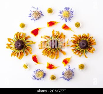 Aster violet séché et fleurs de rudbeckia jaune, pâquerettes et pétales de marigold disposés dans un motif sur fond blanc. Banque D'Images