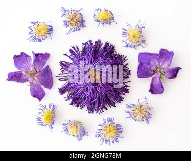 Aster violet séché et fleurs de rudbeckia disposées dans un motif sur un fond blanc. Banque D'Images