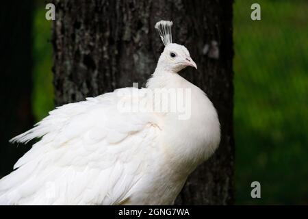 oiseau de race paon couleur blanche gros plan. Photo de haute qualité Banque D'Images