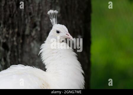 oiseau de race paon couleur blanche gros plan. Photo de haute qualité Banque D'Images