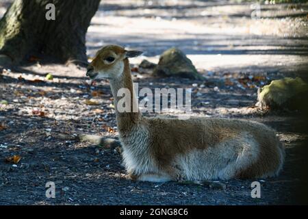 Vicuna un camlid sud-américain assis à l'ombre à la réserve animale de Port Lympne, Kent, Royaume-Uni Banque D'Images