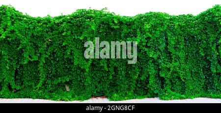 Plante grimpante de vigne poussant sur le mur sur fond blanc. Vue panoramique sur la clôture des plantes grimpantes. Convient pour l'en-tête ou la bannière. Banque D'Images