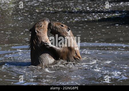 Le capybara (Hydrochoerus hydrochaeris) est le plus grand rongeur au monde. Réserve animale de Port Lympne, Kent, Royaume-Uni Banque D'Images