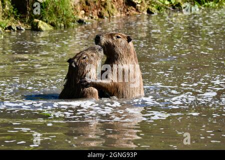 Le capybara (Hydrochoerus hydrochaeris) est le plus grand rongeur au monde. Réserve animale de Port Lympne, Kent, Royaume-Uni Banque D'Images