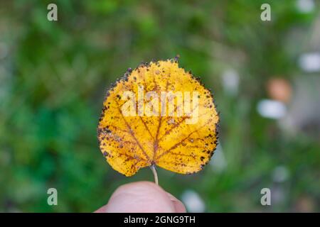 Cliché sélectif d'une personne tenant une petite feuille d'automne jaune Banque D'Images