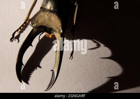 Macro Golden stag scarabée Cyclommatus metalifer finae avec ombre sur fond blanc Banque D'Images