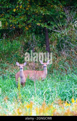 Double cerf de Virginie (odocoileus virginianus) debout dans la brosse très alerte, verticale Banque D'Images