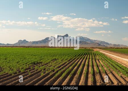 Champ agricole avec Picacho Peak à distance, Tucson Arizona Banque D'Images