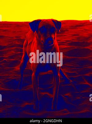 Portraits de chiens. Analyse de la température corporelle de l'animal à l'aide d'une caméra infrarouge Banque D'Images