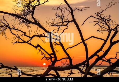 Le soleil se couche parmi les branches silhouetées. Banque D'Images