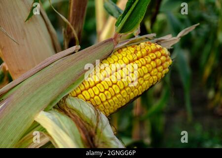Une balançoire de maïs mûr, à moitié pelée de la huche, sur le tronc d'une plante, en gros plan Banque D'Images