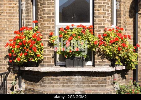 Géraniums rouge vif dans des vitrines sur une propriété dans le sud de Londres, Angleterre, Royaume-Uni Banque D'Images