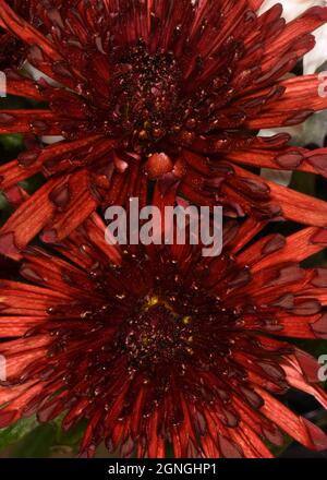 Un gros plan des chrysanthèmes rouges fleuris. Banque D'Images