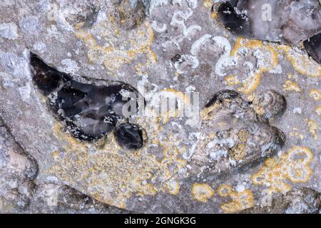 Eglise St Andrew, Alderton, Suffolk, Angleterre Banque D'Images