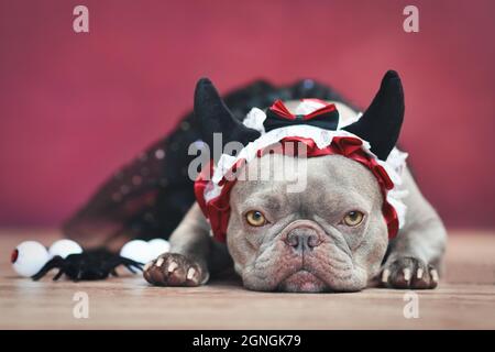 Chien Bulldog français portant un bandeau rouge diable avec ruban et tutu noir devant un fond rouge Banque D'Images