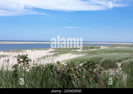 Des hanches roses poussent sur les dunes côtières de Chatham (Cape Cod), Massachusetts. Banque D'Images