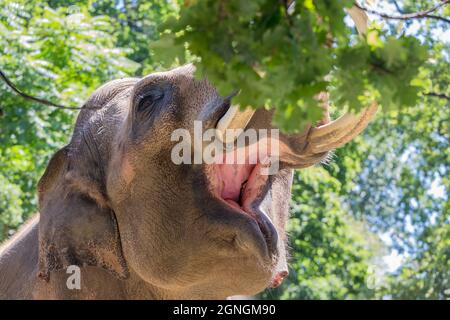 Éléphant Feuilles de préparation d'un arbre avec sa trompe Banque D'Images