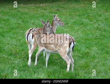 Deux des cerfs de Virginie européens ou communs se regroupant Banque D'Images