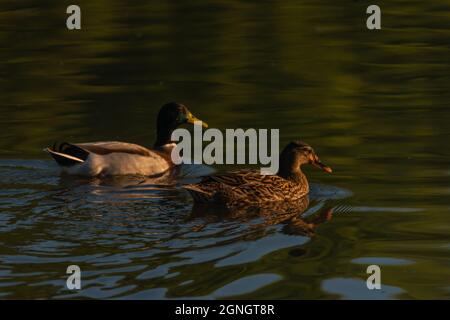 Oiseau d'eau de canard le matin bassin de Bohême du sud en automne matin Banque D'Images