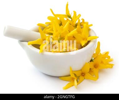 Fleur de Forsythia médicinale dans le mortier avec pilon Banque D'Images