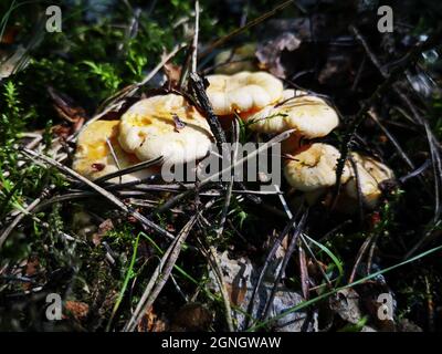 Chanterelles jaunes brisant à travers la mousse et les aiguilles d'épinette, éclairant par la lumière du soleil Banque D'Images