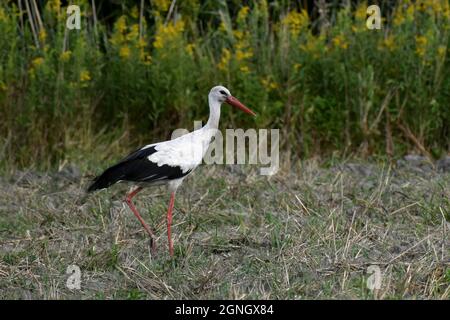 Stork sur un terrain à la fin de l'été Banque D'Images