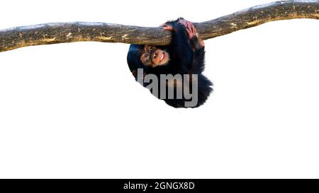 Joli petit chimpanzé accroché à une branche d'arbre isolée sur un fond blanc avec de la place pour le texte Banque D'Images