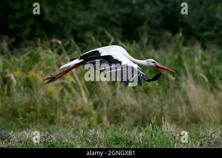 Stork sur un terrain à la fin de l'été Banque D'Images